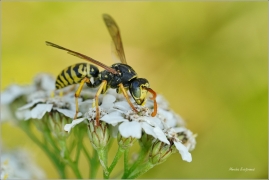 <p>VOSÍK FRANCOUZSKÝ (Polistes dominula) Šluknovsko-Knížecí ---- /European paper wasp - Haus-Feldwespe/</p>